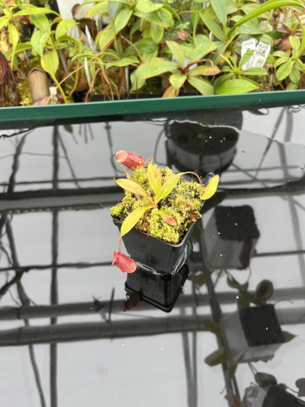 Wide Angle of Nepenthes rajah x flava | Borneo Exotics | BE-4604 | 20513