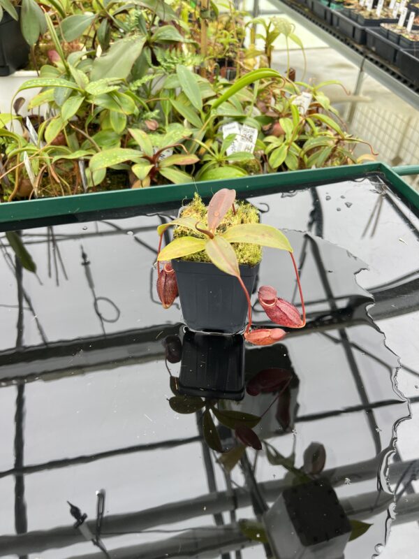 Wide Angle of Nepenthes rajah x gymnamphora | Borneo Exotics | BE-4575 | 20516
