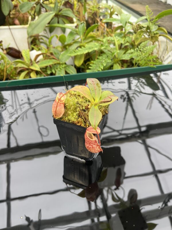 Wide Angle of Nepenthes rajah x gymnamphora | Borneo Exotics | BE-4575 | 20681
