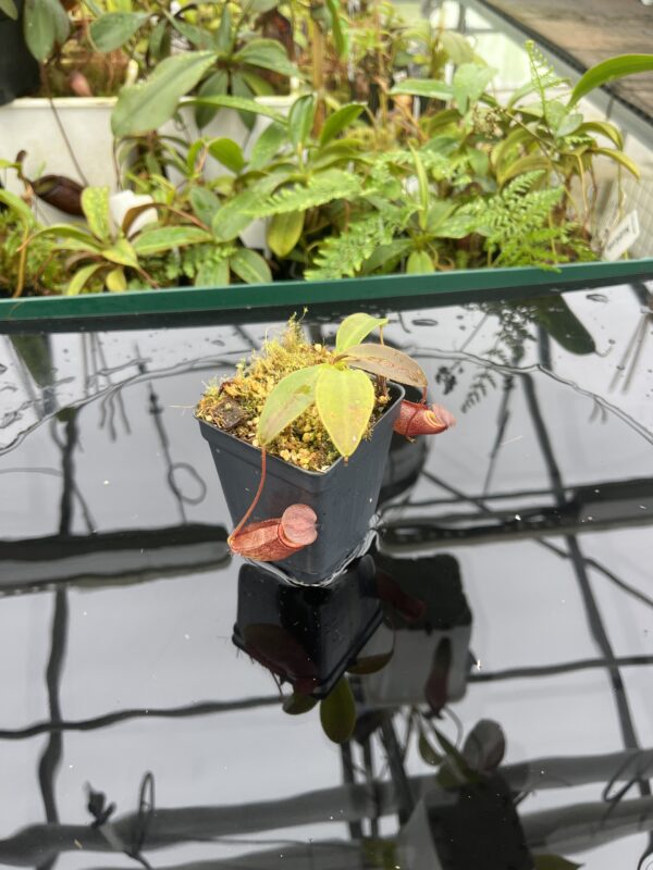 Wide Angle of Nepenthes rajah x gymnamphora | Borneo Exotics | BE-4575 | 20683