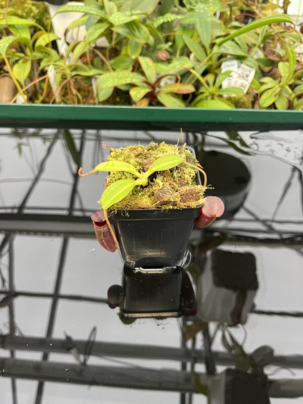 Wide Angle of Nepenthes rajah x lowii | Borneo Exotics | BE-4502 | 20543