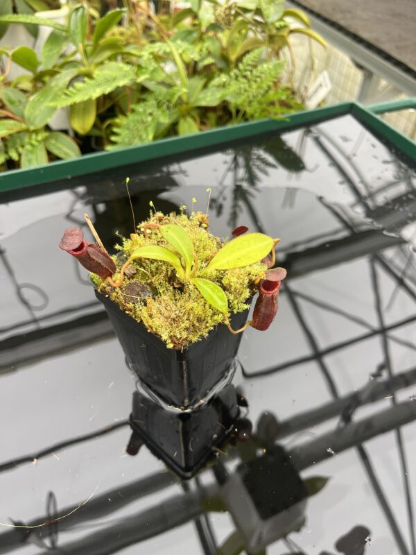 Wide Angle of Nepenthes rajah x lowii | Borneo Exotics | BE-4502 | 20677