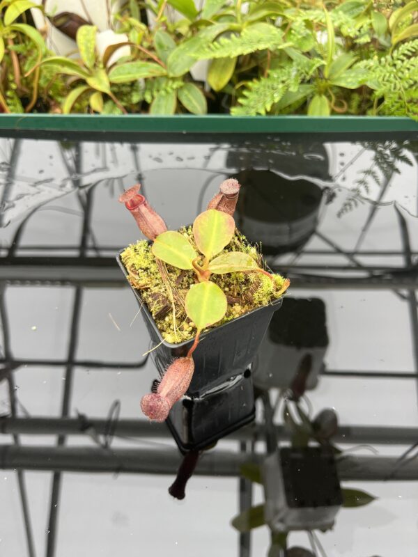 Wide Angle of Nepenthes rajah x robcantleyi | Borneo Exotics | BE-4019 | 20684