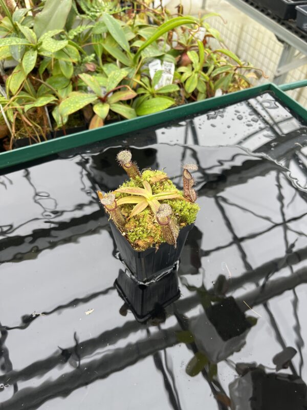 Wide Angle of Nepenthes ramispina x hamata | Borneo Exotics | BE-4569 | 20503