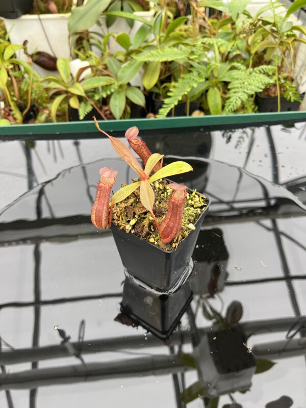 Wide Angle of Nepenthes ramispina x reinwardtiana | Borneo Exotics | BE-3711 | 20647
