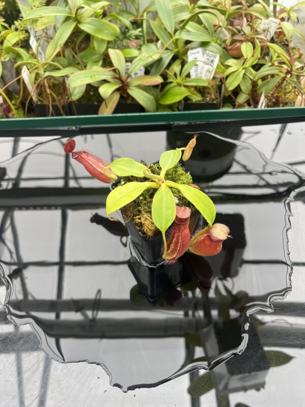 Wide Angle of Nepenthes robcantleyi x ampullaria | Borneo Exotics | BE-3767 | 20366