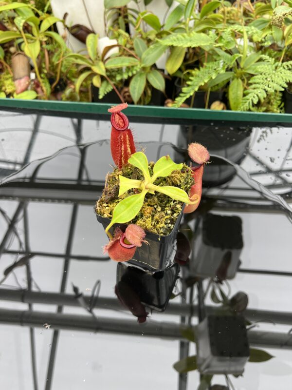 Wide Angle of Nepenthes robcantleyi x ampullaria | Borneo Exotics | BE-3767 | 20641