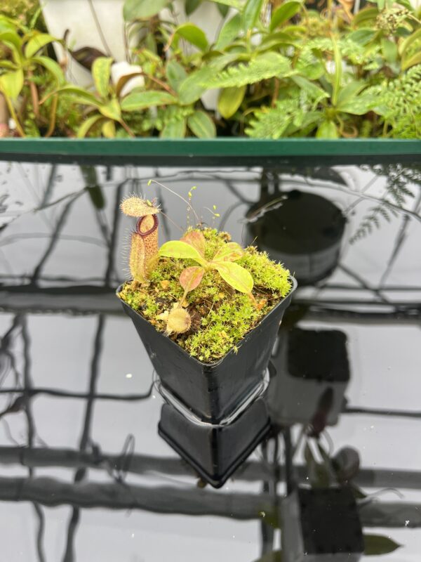 Wide Angle of Nepenthes robcantleyi x hamata | Borneo Exotics | BE-3958 | 20661