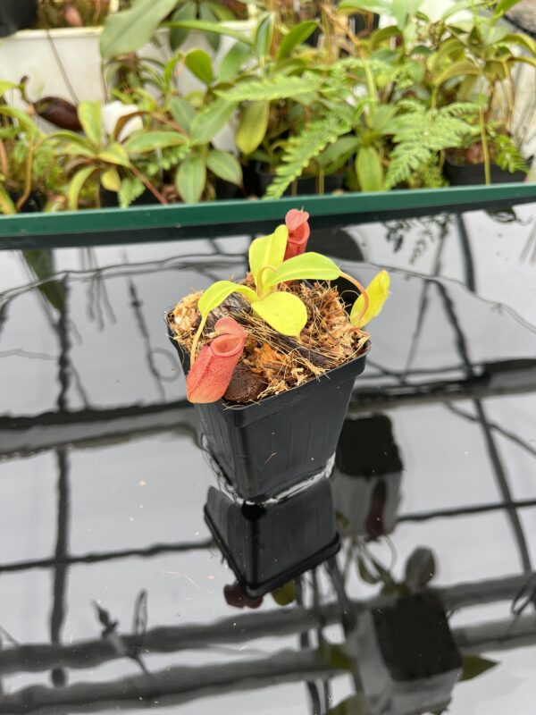 Wide Angle of Nepenthes robcantleyi x jacquelineae | Borneo Exotics | BE-4028 | 20652