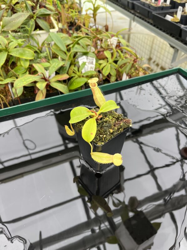 Wide Angle of Nepenthes robcantleyi x merrilliana | Borneo Exotics | BE-4628 | 20360