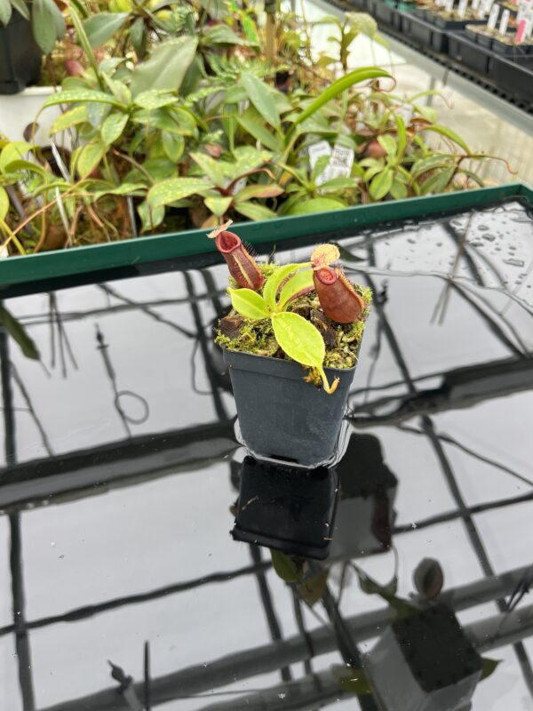 Wide Angle of Nepenthes robcantleyi x ovata | Borneo Exotics | BE-3996 | 20508