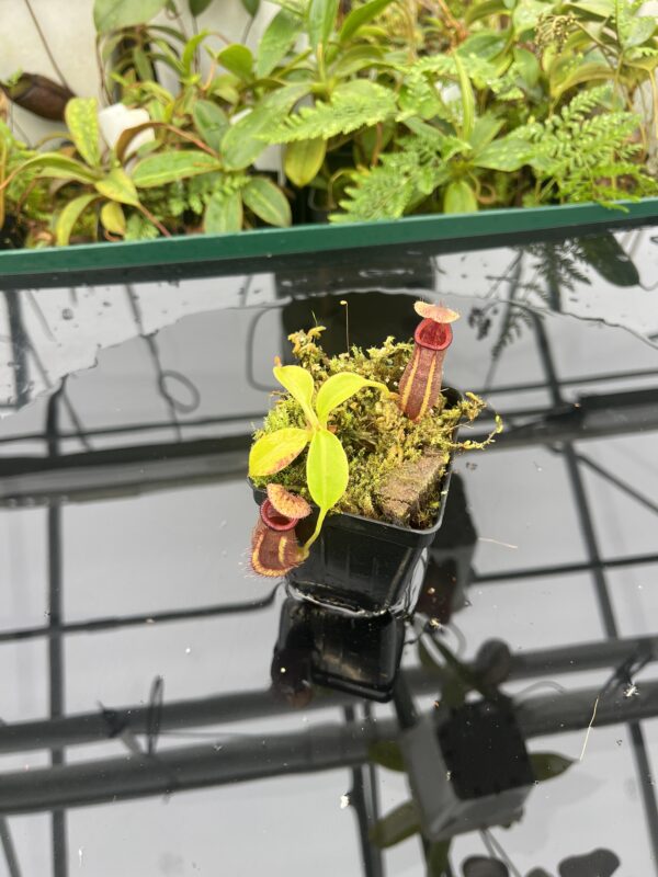 Wide Angle of Nepenthes robcantleyi x ovata | Borneo Exotics | BE-3996 | 20668