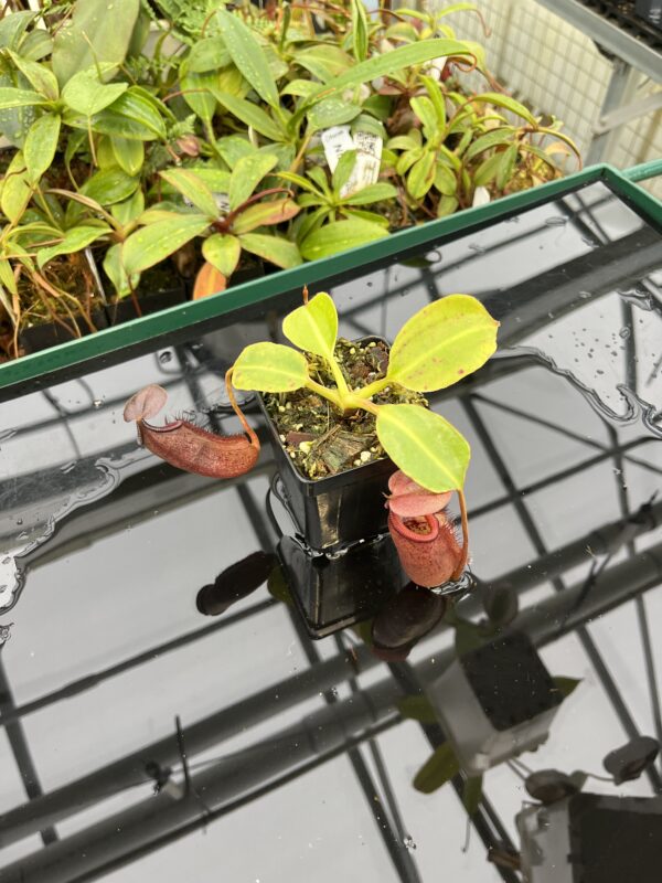 Wide Angle of Nepenthes robcantleyi x palawanensis | Borneo Exotics | BE-4591 | 20589