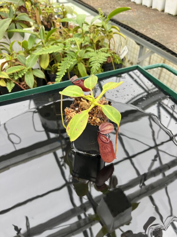 Wide Angle of Nepenthes robcantleyi x palawanensis | Borneo Exotics | BE-4591 | 20639