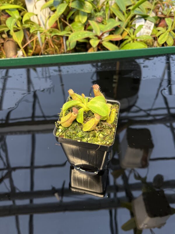 Wide Angle of Nepenthes robcantleyi x veitchii 'The Wave' | FB | Florae | Florae Collaborative | FC-317.01 | 20449