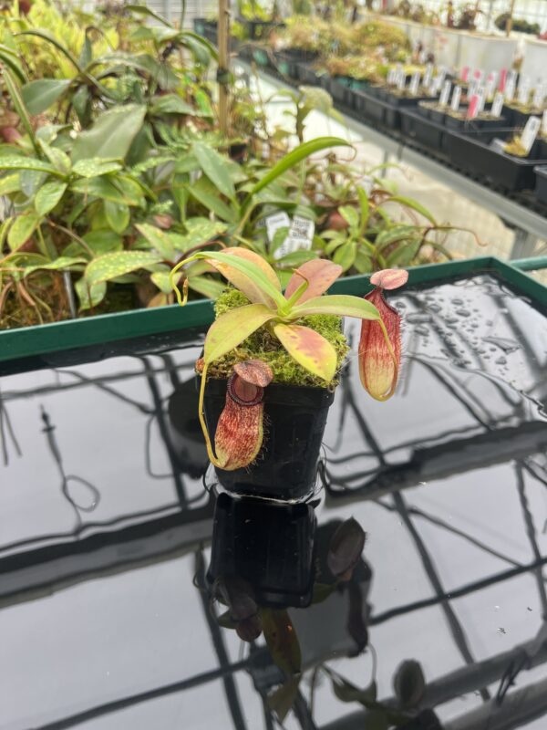 Wide Angle of Nepenthes sibuyanensis x hamata | Borneo Exotics | BE-3562 | 20493