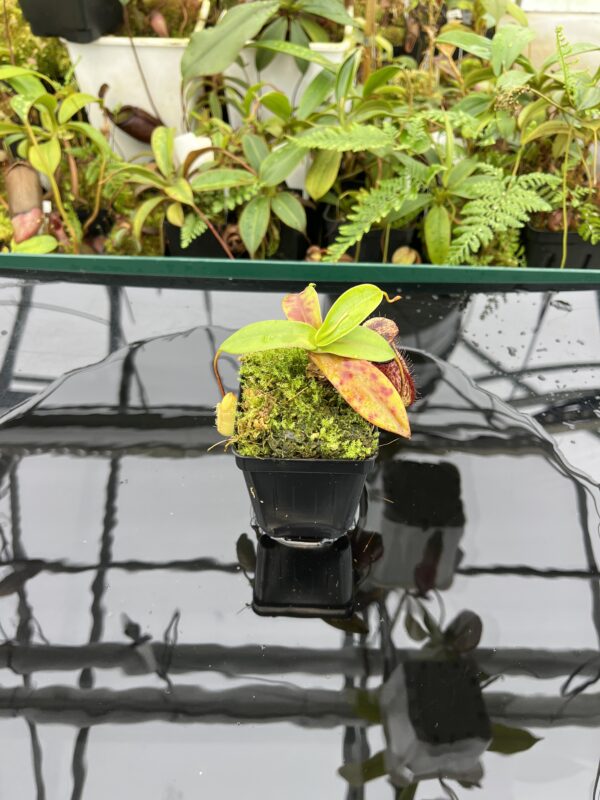 Wide Angle of Nepenthes sibuyanensis x hamata | Borneo Exotics | BE-3562 | 20642