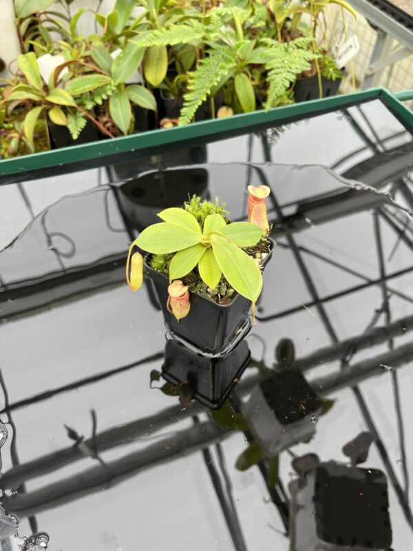 Wide Angle of Nepenthes sibuyanensis x merrilliana | Borneo Exotics | BE-4026 | 20606