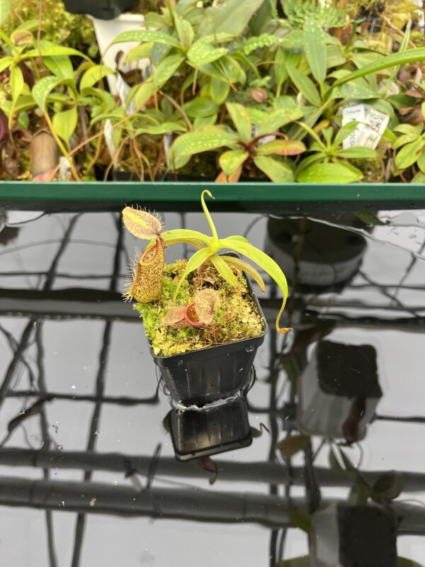 Wide Angle of Nepenthes singalana x hamata | Borneo Exotics | BE-3955 | 20546