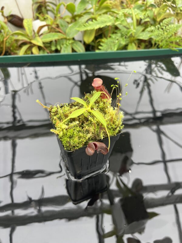 Wide Angle of Nepenthes singalana x lowii | Borneo Exotics | BE-4080 | 20672