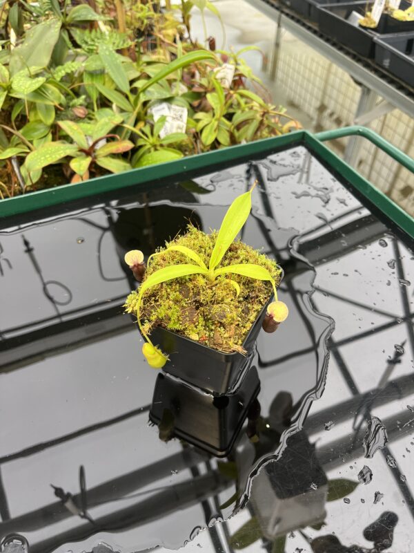 Wide Angle of Nepenthes singalana x ovata | Borneo Exotics | BE-3882 | 20560