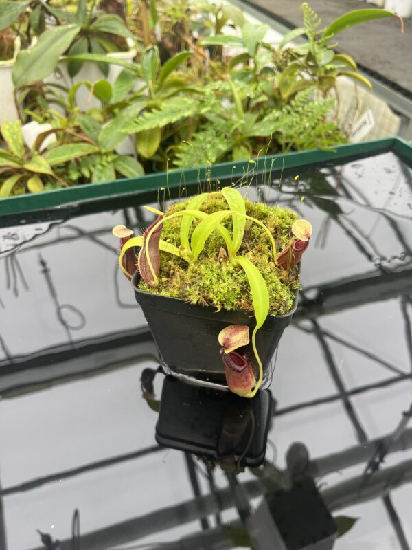 Wide Angle of Nepenthes singalana x ovata | Borneo Exotics | BE-3882 | 20656