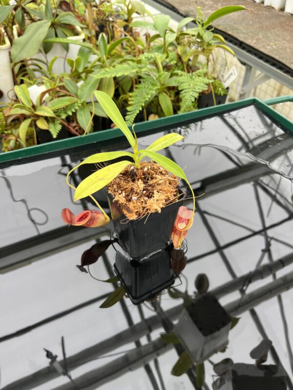 Wide Angle of Nepenthes singalana x tenuis | Borneo Exotics | BE-3988 | 20649