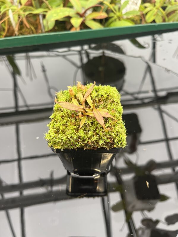 Wide Angle of Nepenthes sp. Nov. Papua New Guinea | Clone 2 | Jeremiah Harris | JH-255.02 | 20578