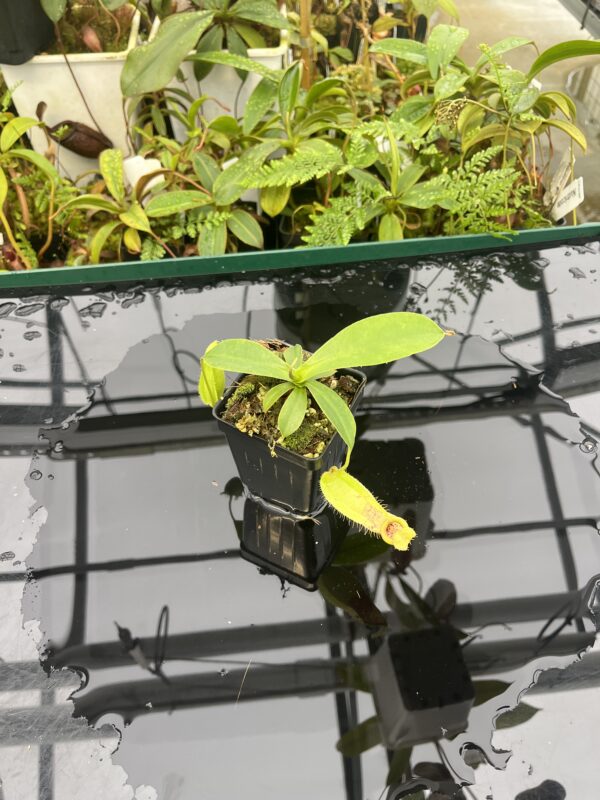 Wide Angle of Nepenthes spathulata x ampullaria | Borneo Exotics | BE-3881 | 20630