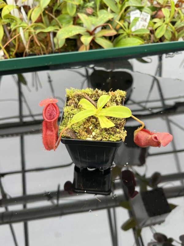 Wide Angle of Nepenthes spathulata x diabolica | Borneo Exotics | BE-3983 | 20512