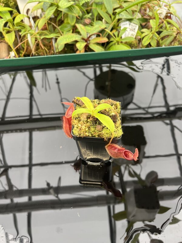Wide Angle of Nepenthes spathulata x diabolica | Borneo Exotics | BE-3983 | 20544
