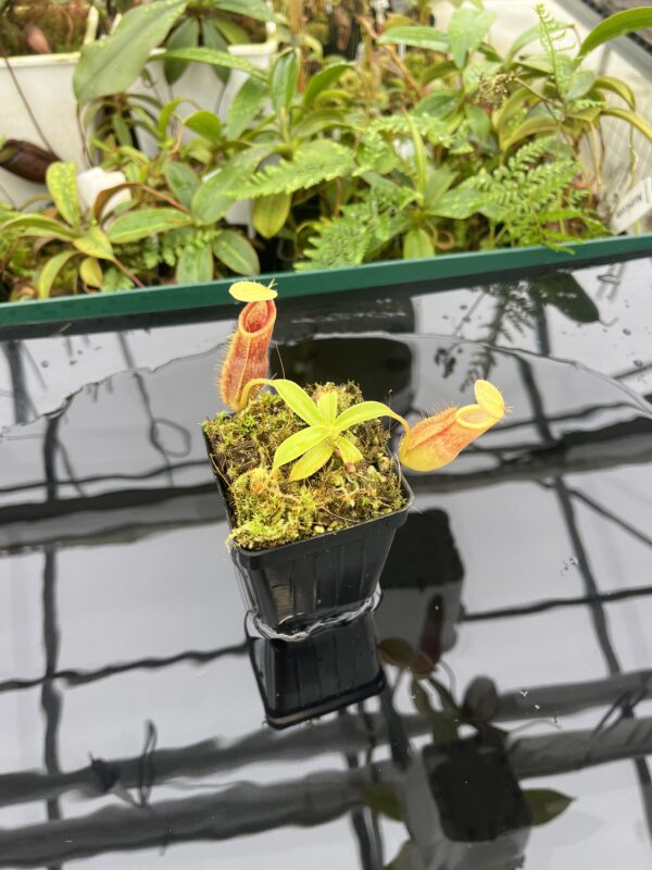 Wide Angle of Nepenthes spathulata x diabolica | Borneo Exotics | BE-3983 | 20671