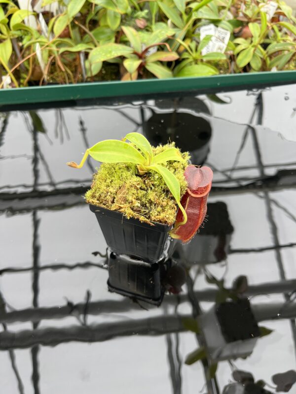 Wide Angle of Nepenthes spathulata x gymnamphora | Borneo Exotics | BE-3422 | 20511