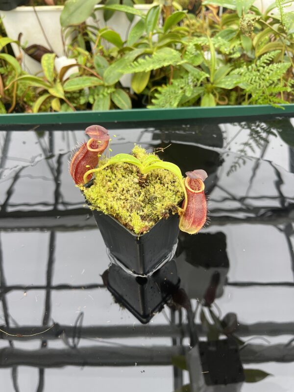 Wide Angle of Nepenthes spathulata x gymnamphora | Borneo Exotics | BE-3422 | 20676