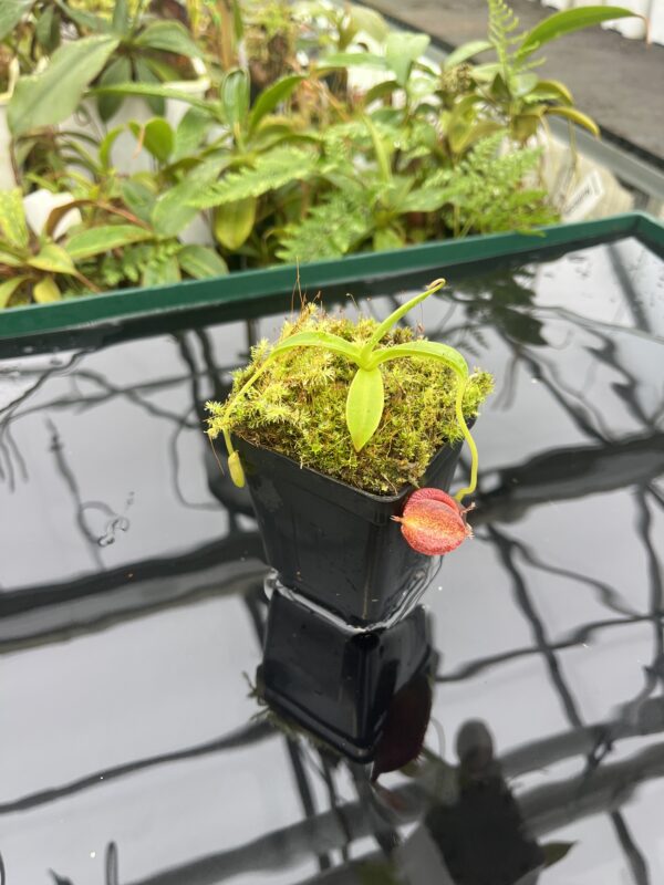 Wide Angle of Nepenthes spathulata x jacquelineae | Borneo Exotics | BE-3883 | 20657