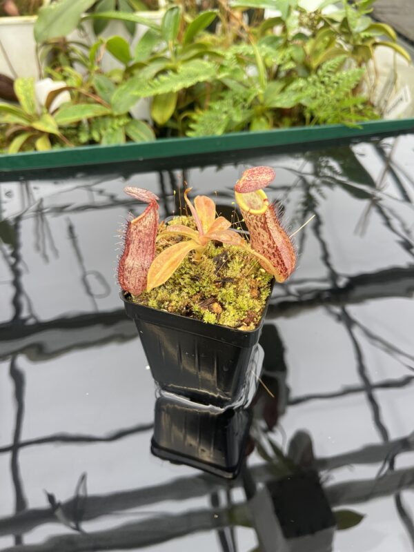 Wide Angle of Nepenthes spathulata x spectabilis | Borneo Exotics | BE-4528 | 20660