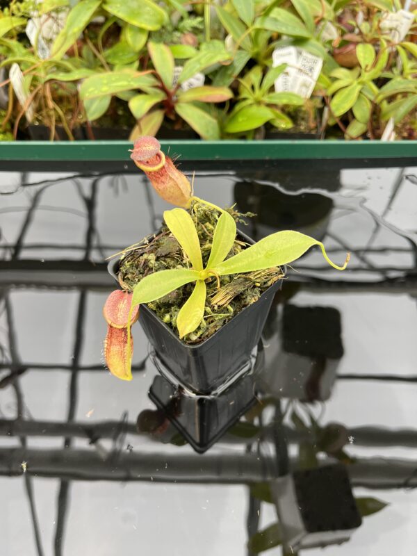 Wide Angle of Nepenthes spathulata x tenuis | Borneo Exotics | BE-3981 | 20358