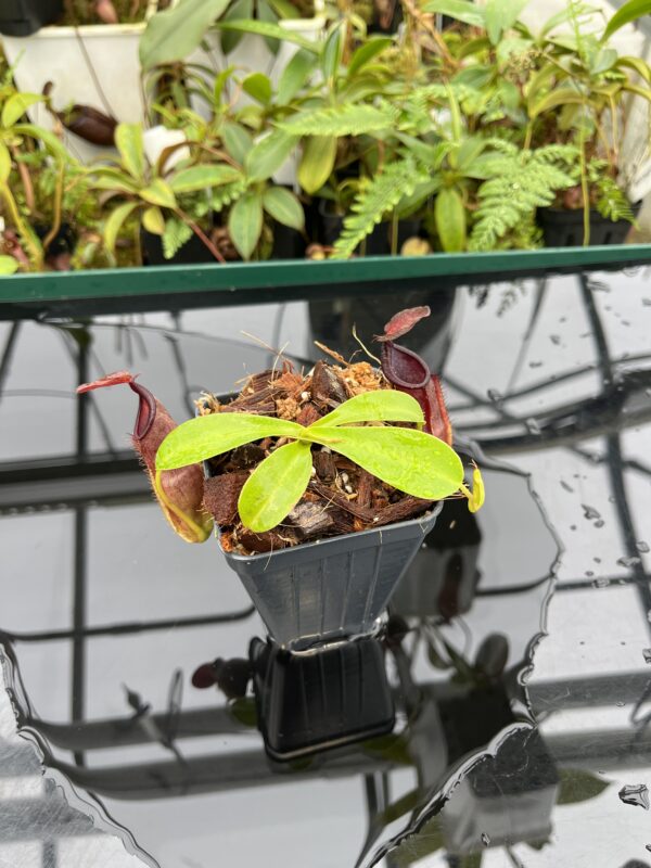 Wide Angle of Nepenthes spathulata x tobaica | Borneo Exotics | BE-3794 | 20636