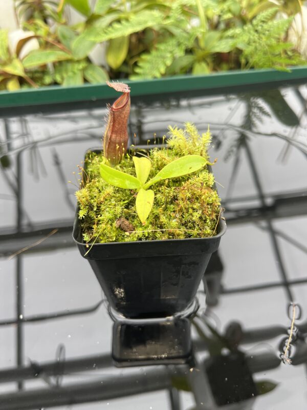 Wide Angle of Nepenthes spec. Sumatra {N. naga-bongso-carunculata complex, Sumatra, Indonesia} | Best Carnivorous Plants | BCP-2119 | 20690