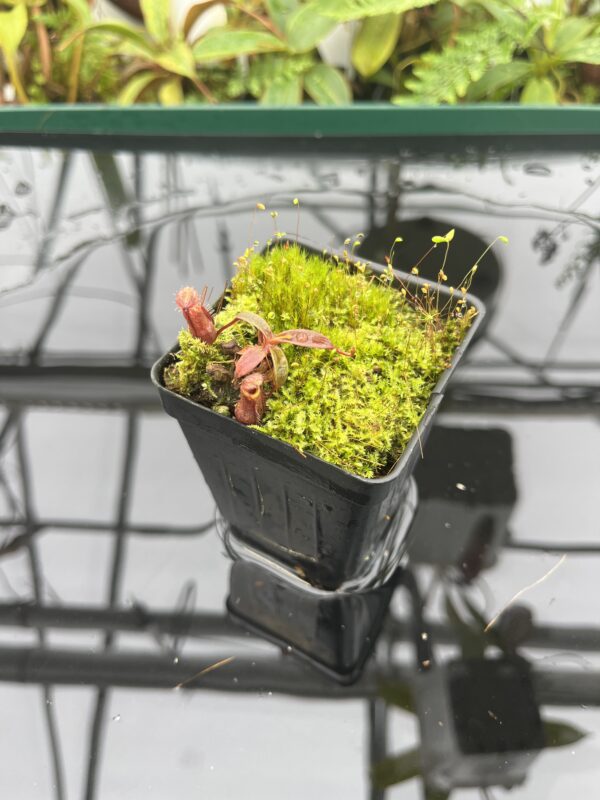 Wide Angle of Nepenthes spec. {black hybrid with tentaculata-murudensis?, Church Camp, Gunung Murud, Borneo, Malaysia} | Best Carnivorous Plants | BCP-02 | 20689