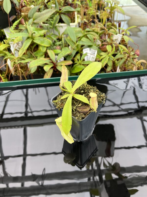 Wide Angle of Nepenthes spectabilis x mirabilis var. globosa | Borneo Exotics | BE-4523 | 20352