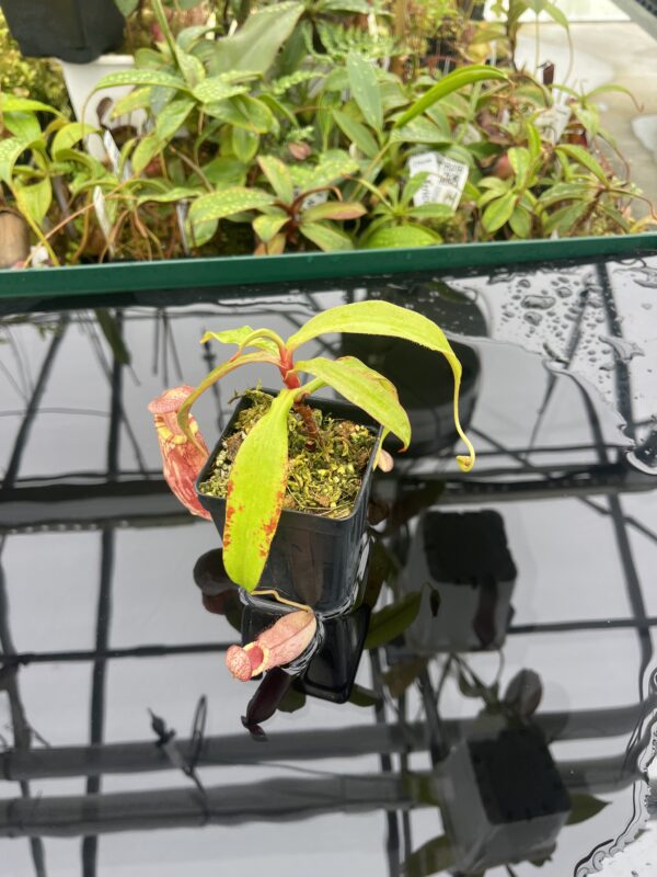Wide Angle of Nepenthes spectabilis x mirabilis var. globosa | Borneo Exotics | BE-4523 | 20491