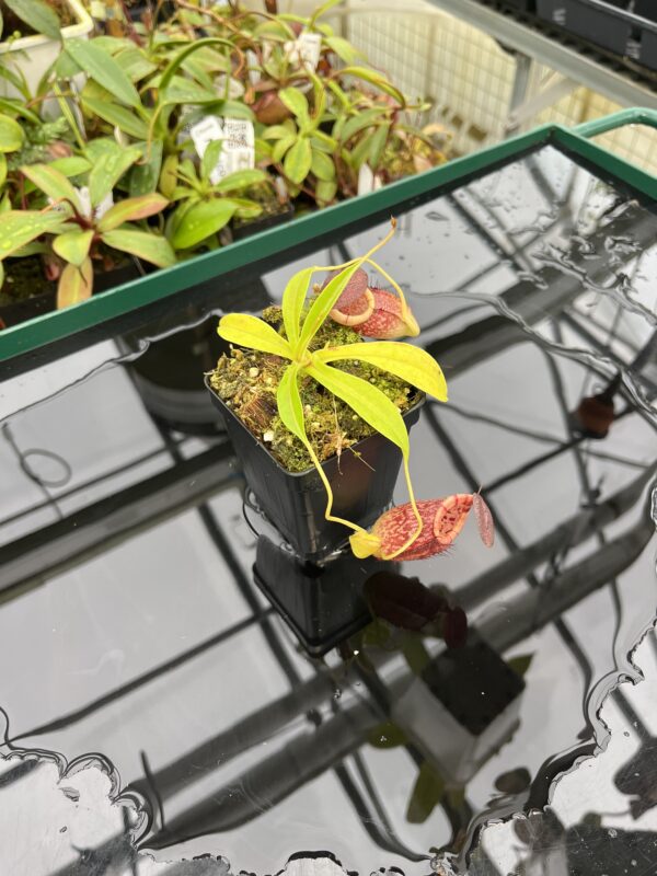 Wide Angle of Nepenthes spectabilis x tenuis | Borneo Exotics | BE-3884 | 20362