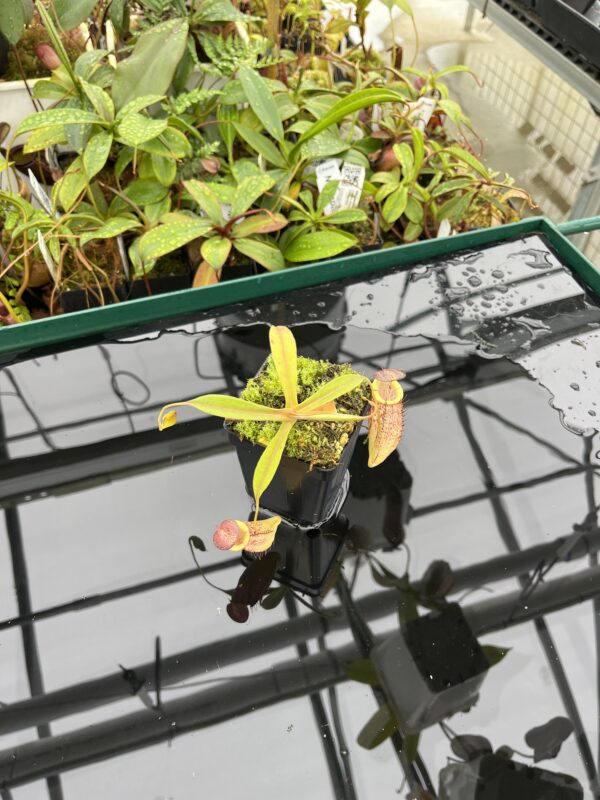 Wide Angle of Nepenthes spectabilis x tenuis | Borneo Exotics | BE-3884 | 20496