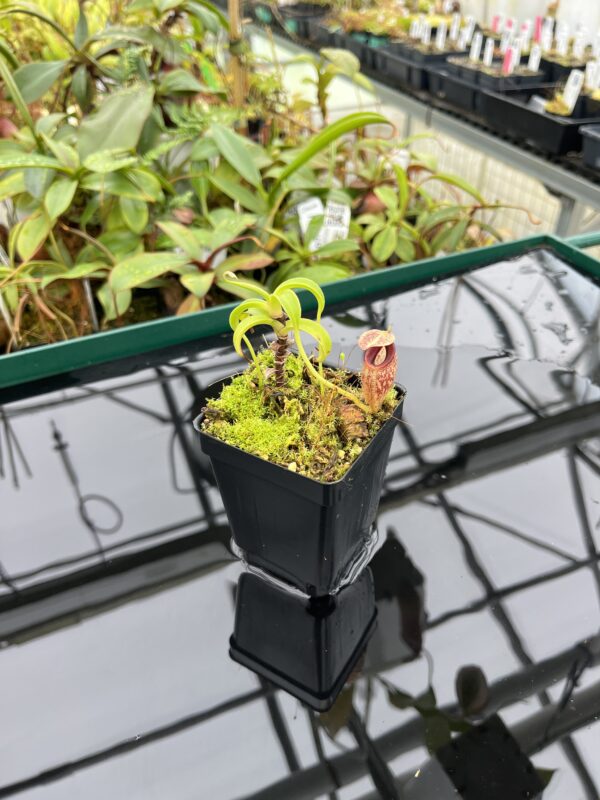 Wide Angle of Nepenthes talangensis | Borneo Exotics | BE-4075 | 20522