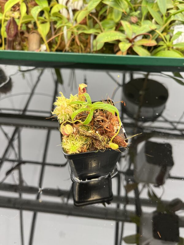 Wide Angle of Nepenthes talangensis {Gunung Talang, Sumatra} | Best Carnivorous Plants | BCP-2196 | 20548