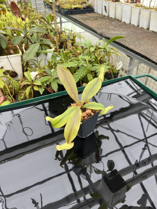 Wide Angle of Nepenthes tomoriana {seedgrown individuals, Lampia, Sulawesi} | Best Carnivorous Plants | BCP-2149 | 20615