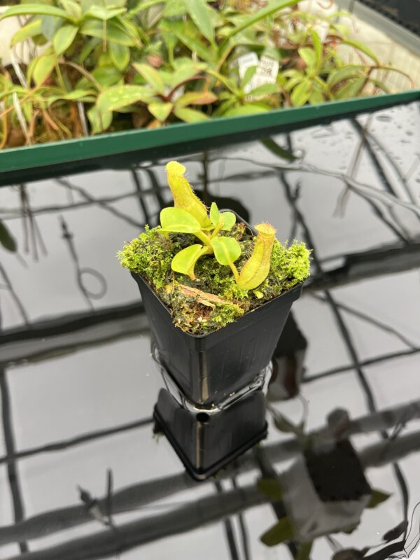 Wide Angle of Nepenthes truncata | Borneo Exotics | BE-3203 | 20569
