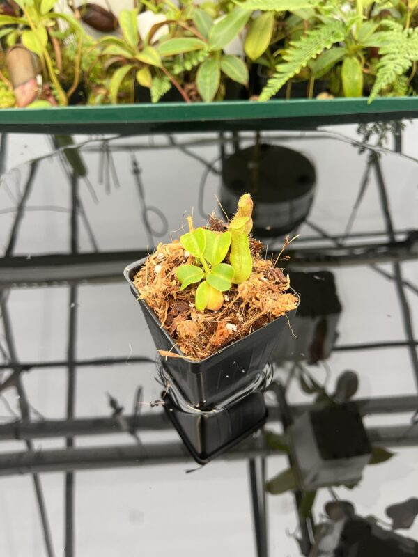 Wide Angle of Nepenthes truncata | Borneo Exotics | BE-3203 | 20616