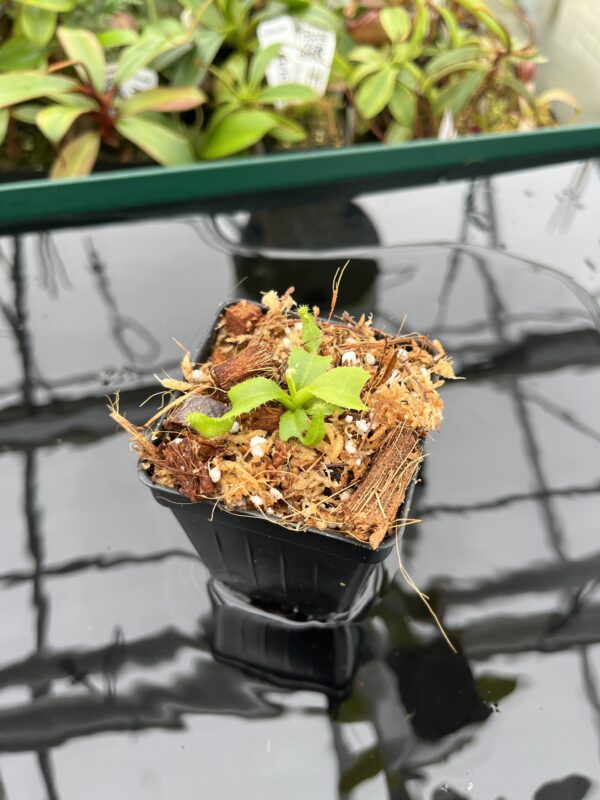Wide Angle of Nepenthes truncata (c) #55 x truncata (a) | Florae | Seed Grown | Florae Collaborative | FC-453.00 | 20383